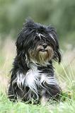 TERRIER DU TIBET 309